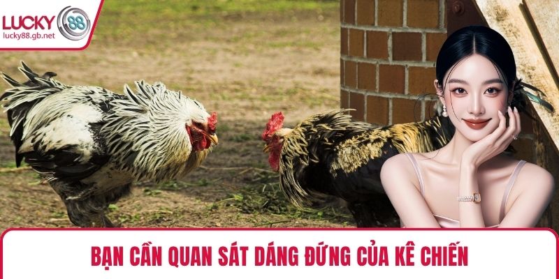 Bạn cần quan sát dáng đứng của kê chiến