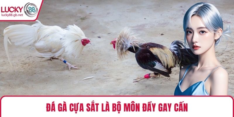 Đá gà cựa sắt là bộ môn đầy gay cấn